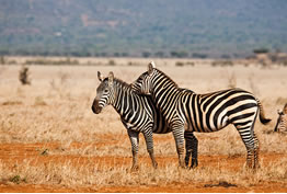 Tsavo East Zebras